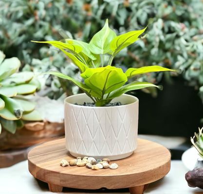 Acciaia Wood Riser Round Pedestal Riser Board Wood Pedestal Stand per espositori di cucina