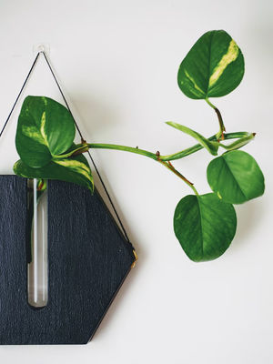 Stazione di moltiplicazione Moderna mini scatola di legno piantatrice da parete per portico e vasi di decorazione della parete