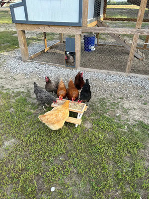 Mini piatto per animali da compagnia Piatto per polli per piccoli animali Senza schermo LCD