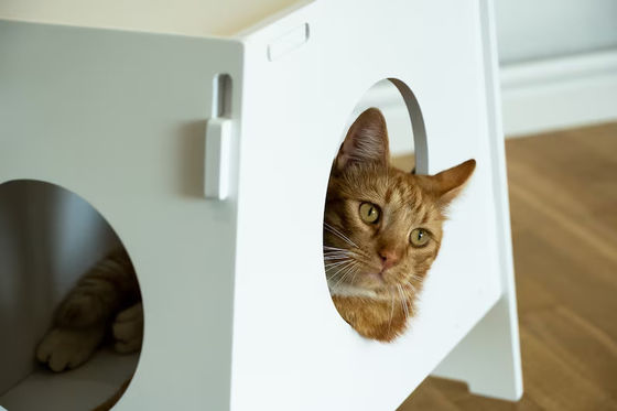 Apparecchio domestico in legno Modern indoor pet cage Casa per cani e gatti Soggiorno