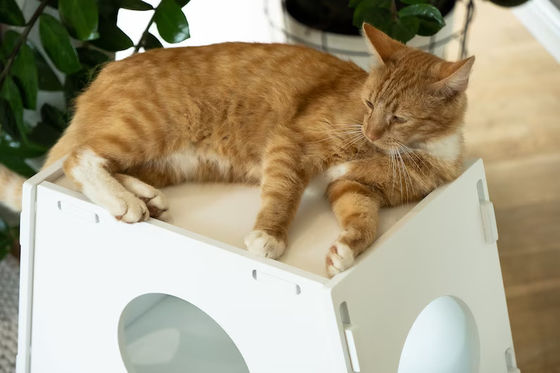 Apparecchio domestico in legno Modern indoor pet cage Casa per cani e gatti Soggiorno